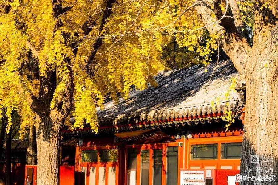 【枫雅汇看图约诗】诗人陈江《193期》(银杏树)(图7)