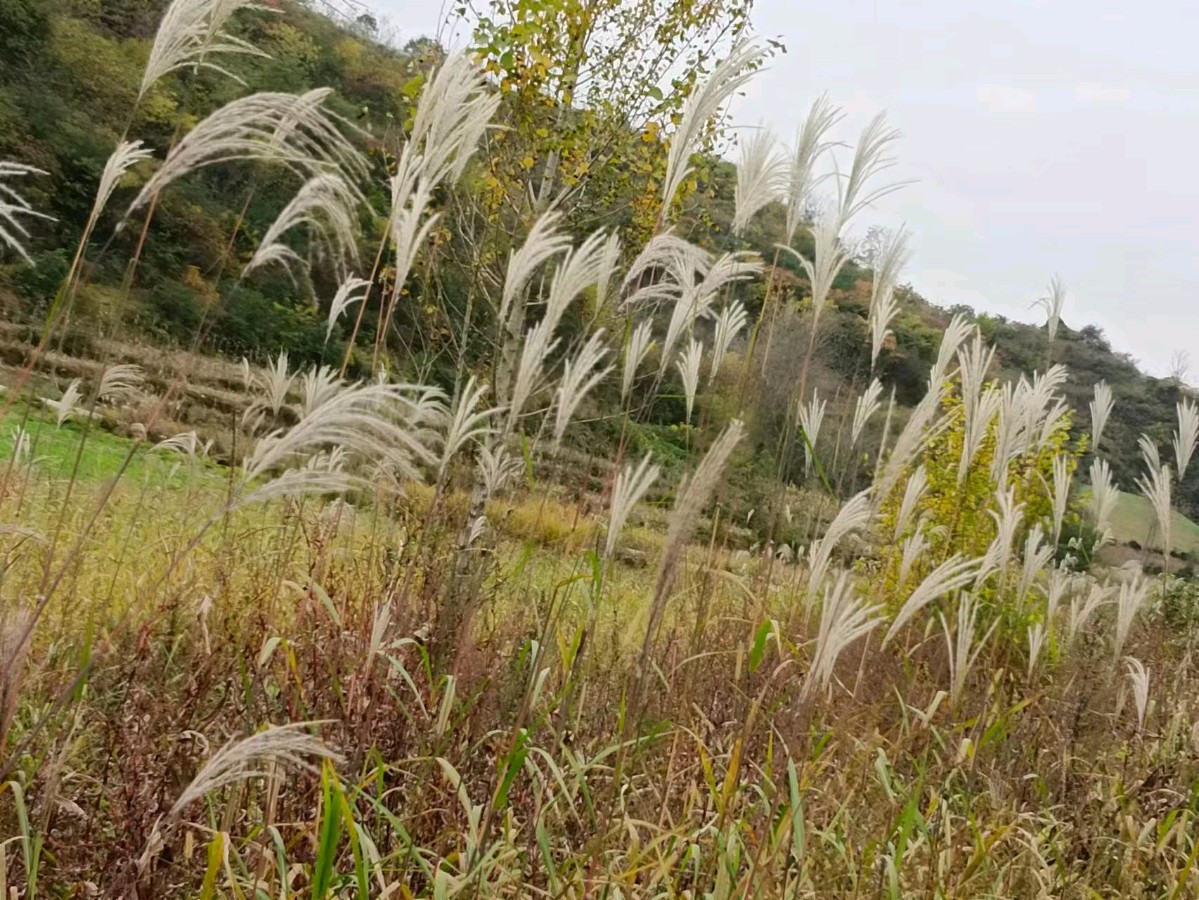 徽州处处好风景，陇上江南不负诗人 张卫红（甘肃徽县）【冰心文化传媒】（图7）