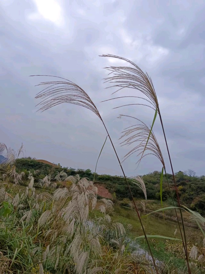 徽州处处好风景，陇上江南不负诗人 张卫红（甘肃徽县）【冰心文化传媒】（图10）