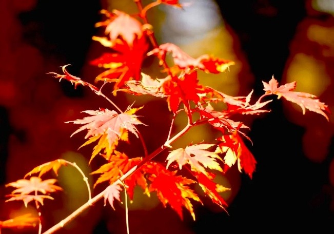 耿世和力作/金秋时节游南湖(长春头条总4278期)(图11)