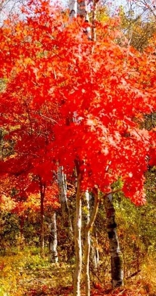 耿世和力作/金秋时节游南湖(长春头条总4278期)(图6)
