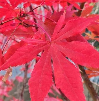 国风社甘肃分社半月刊25期—北京头条(图11)