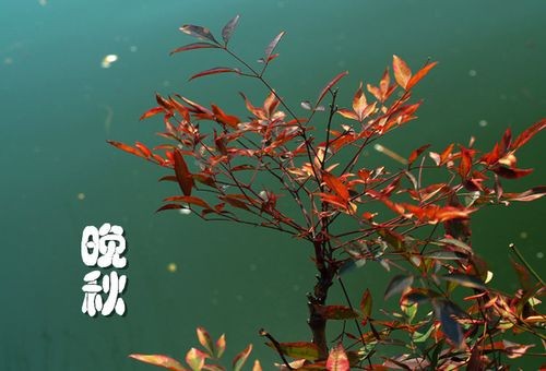 【潇湘文学社】潇湘陶菊诗社《总475期》(晚秋)(图4)
