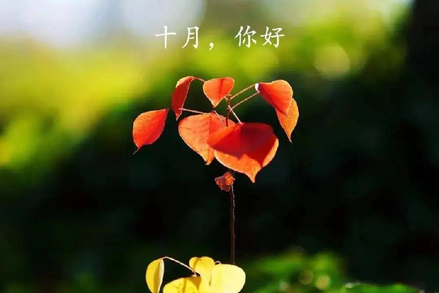 【新诗大观】十月（诗二首）||文/李想平