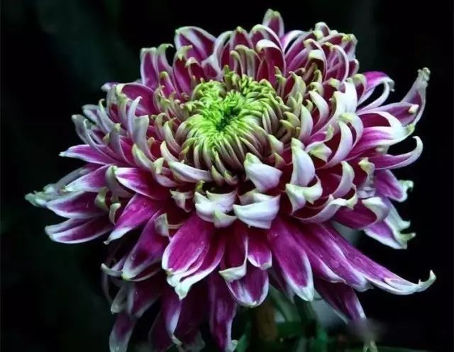 刘凤亭：咏菊律绝精选‖巴彦诗协诗词卷【273】（图10）