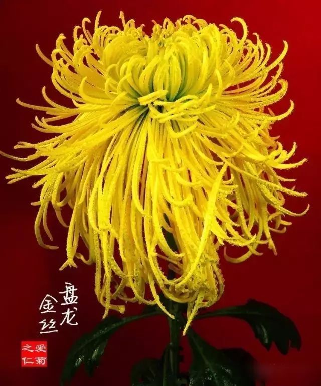 刘凤亭：咏菊律绝精选‖巴彦诗协诗词卷【273】（图12）