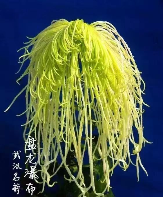 刘凤亭：咏菊律绝精选‖巴彦诗协诗词卷【273】（图14）