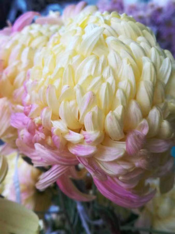 刘凤亭：咏菊律绝精选‖巴彦诗协诗词卷【273】（图11）