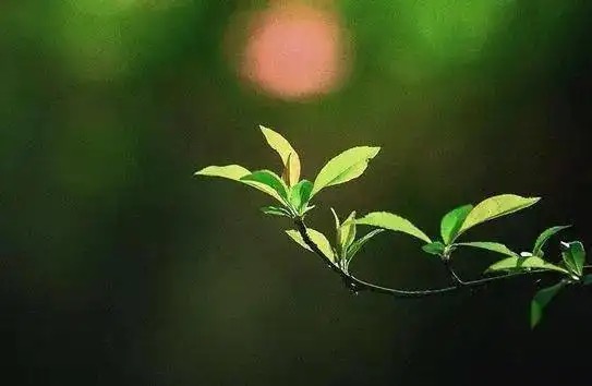 【新诗大观】希望之光||文/花惜柔||诵/李保红（图4）
