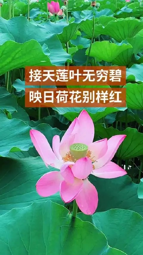 杨玉才(梦笔聋儒)诗联小辑(图12)