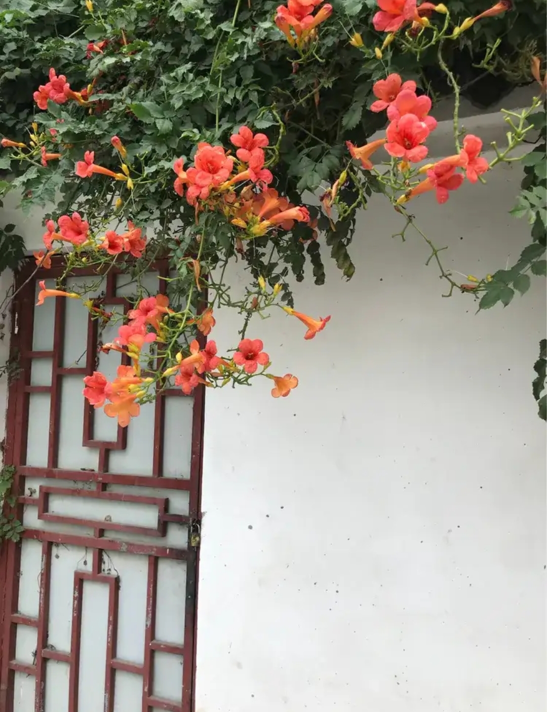 包德珍律诗赏读：秋枫🍁🍁（图6）