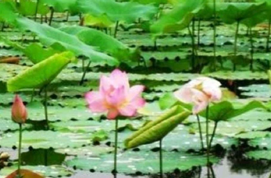 风雅诗诗·第三十四期·自由诗篇（图4）