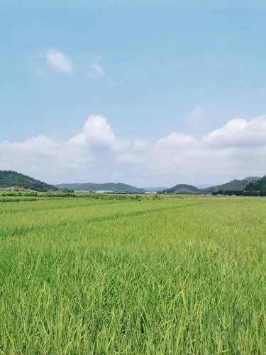 《五月记》作者:子楚【主播:梦醒群岚】【桃园国际诗歌集团】用声音传递温暖以朗诵致敬人生♬（图4）