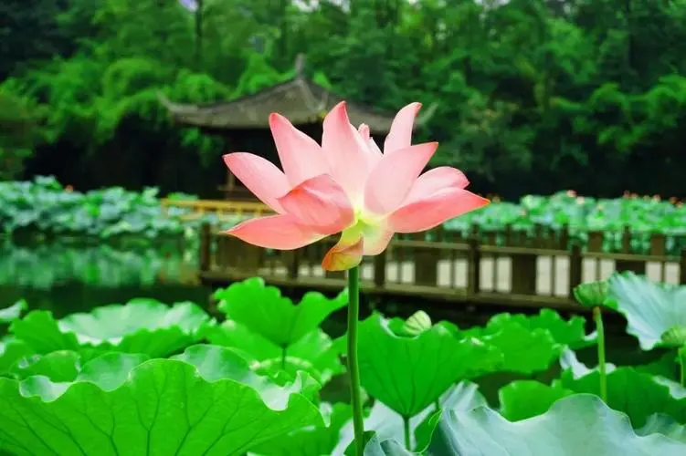 《五月记》作者:子楚【主播:梦醒群岚】【桃园国际诗歌集团】用声音传递温暖以朗诵致敬人生♬（图5）
