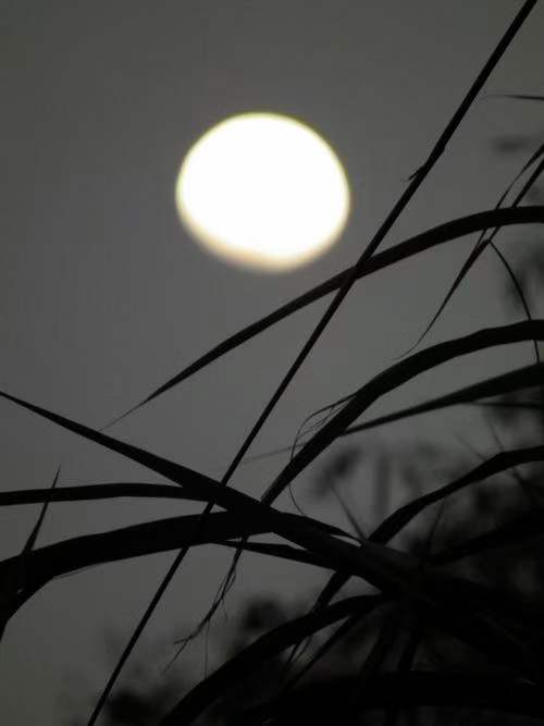 诗人林杨:寒霜渡月夜（图7）