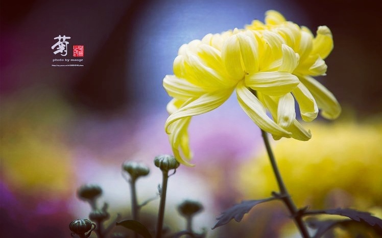 李振声作品《七绝.咏菊》（新韵）主播：雯煜；编辑：香乡【北疆头条】（第332期）（图4）