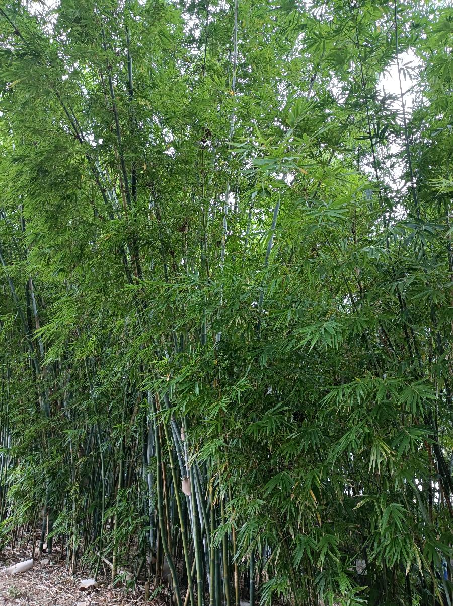 中华诗艺社黑龙江分社推介/张温:七言歌行·秋晓(外九首)（图6）