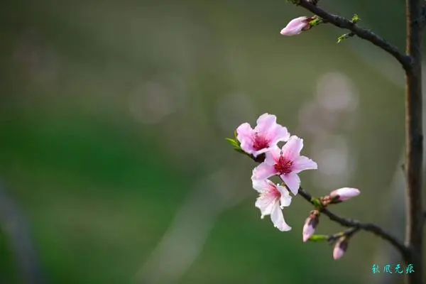 《歌曲*放风筝》倪达词【谢建中曲】【桃园国际诗歌集团】【桃源♬ 馨声】（图7）