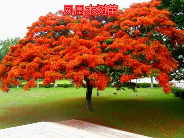 秋美.敬师美(200首)文/画屏墨语(图3)