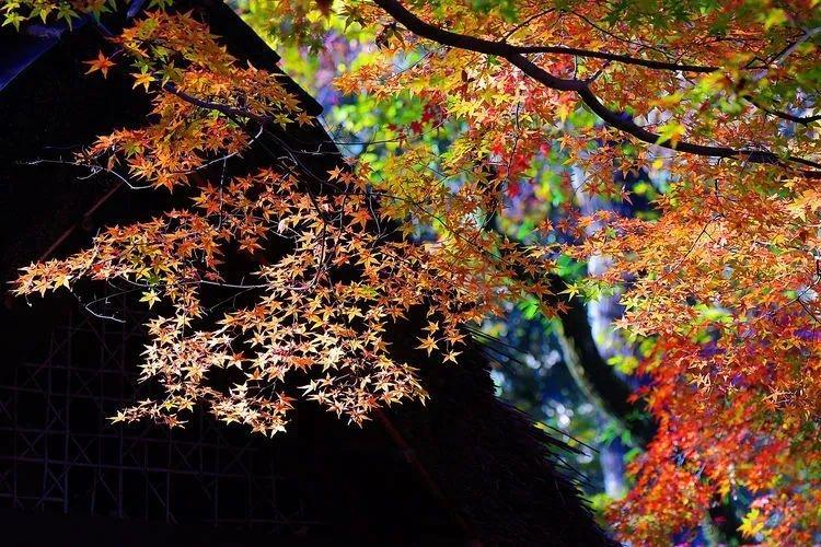 七绝：残秋/文/开心（图2）