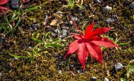 自由体新诗《飘零的枫叶》作者/郑金波（图2）
