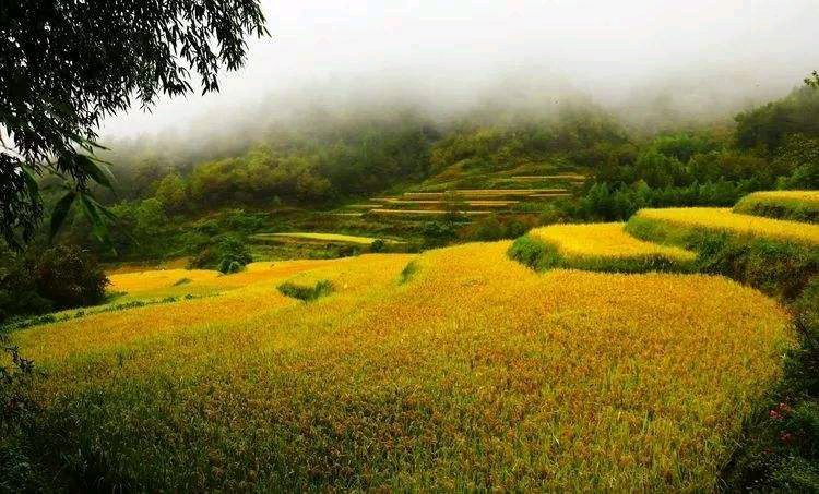 〖诗词小辑〗诗人 薛有毅（陕西）【冰心文化传媒】（图16）