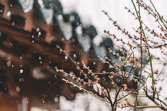 彦忠诗歌《北疆初雪》《霜降》主播：雯煜 编辑：小鱼儿 【北疆头条】（第333期）（图3）