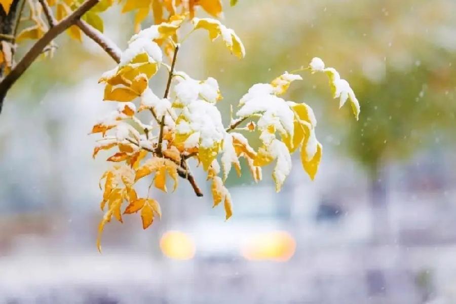 彦忠诗歌《北疆初雪》《霜降》主播：雯煜 编辑：小鱼儿 【北疆头条】（第333期）（图2）