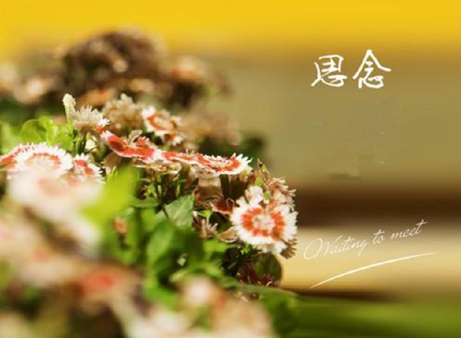 【明心文学】孙爱国/清明节的念想 主播/薇薇（图2）