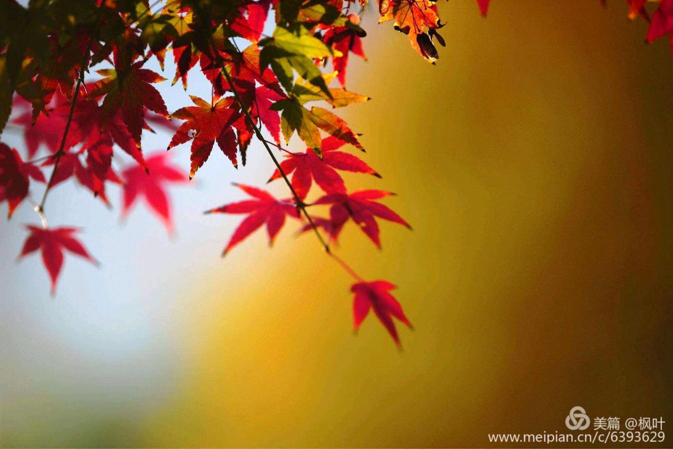〖诗歌小辑〗著名诗人 芦国柱（江苏镇江）【冰心文化传媒】（图8）