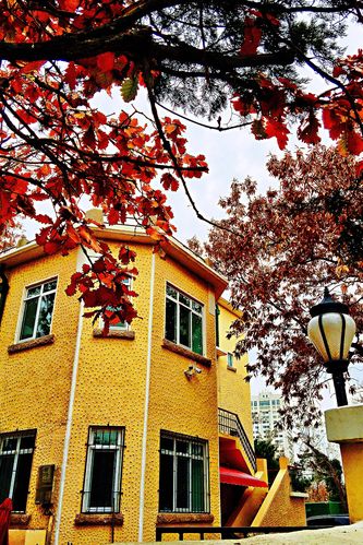 【新山东文学社】《青岛八大关深秋赏叶》作者/锦河 主播/苏宁（图8）