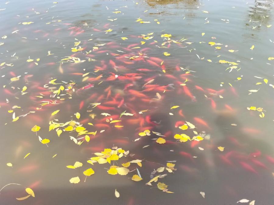 诗人于金奎:七律·暮秋公园池塘（下平二萧）（图6）