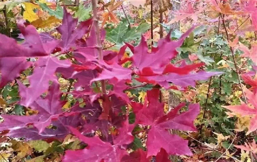 武庆森近作66首(图24)