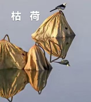 武庆森近作66首(图39)