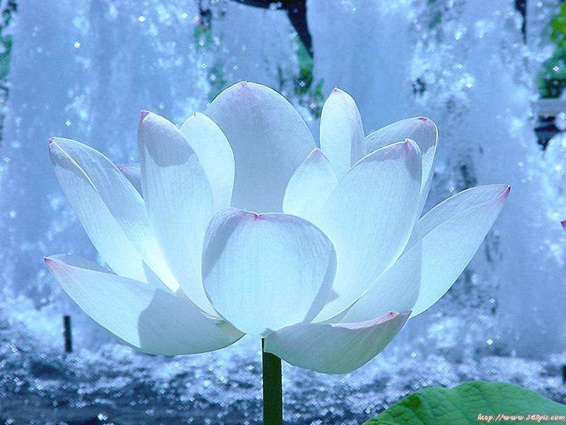 【花雨馨声有声文学平台】《想你了》作者/孟宪法 诵读/贝文 编辑/五指山【第68期】（图3）