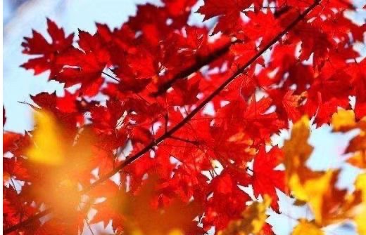 《为世界诗歌联合总会六周年华诞献礼》文:辩证法(北京)长城总社【世界诗人名人展】(9341)(图6)