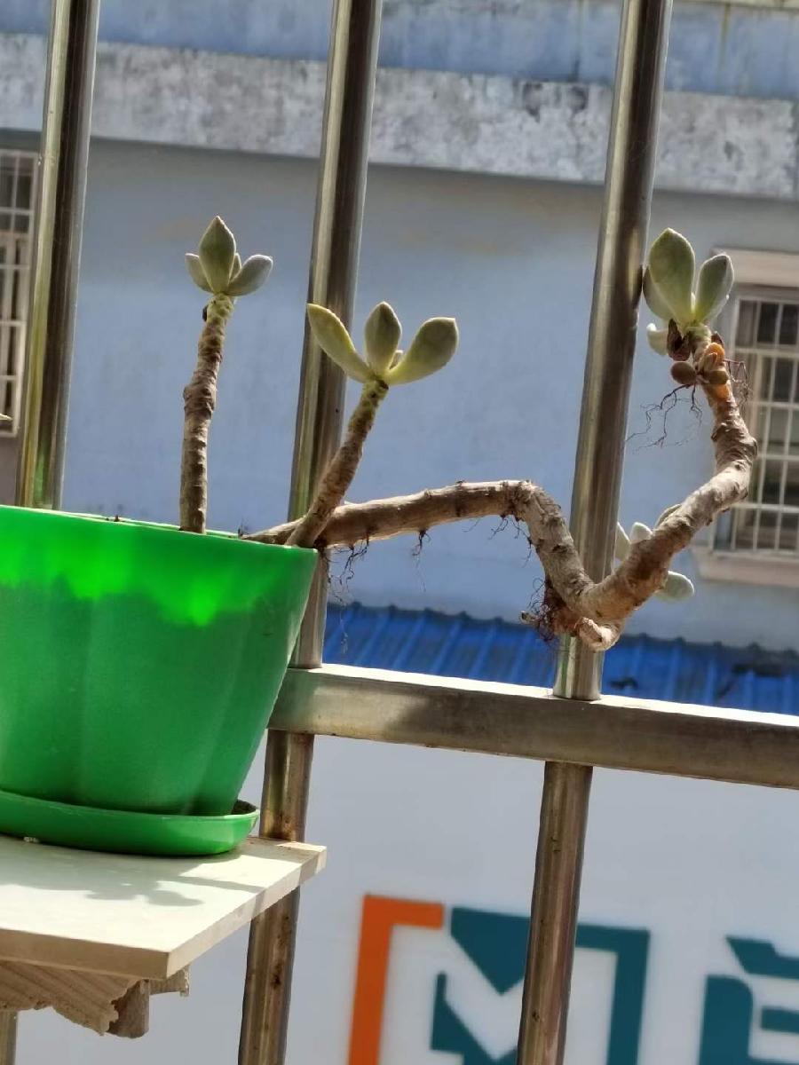 推荐书法家道可诗余斯文:送秋迎冬 兼和江东艾草《七律·晚秋忧怀》（图11）