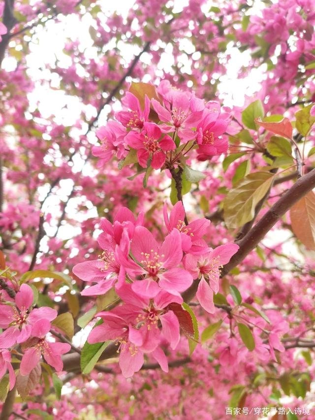 【小丽花电台】193期《轻轻的咬你一口》作者刘林丽 朗诵小丽花（图3）