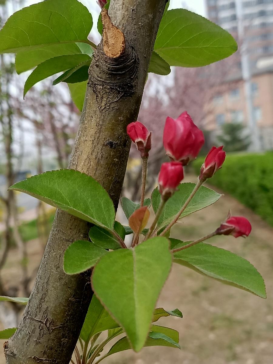 【小丽花电台】193期《轻轻的咬你一口》作者刘林丽 朗诵小丽花（图4）