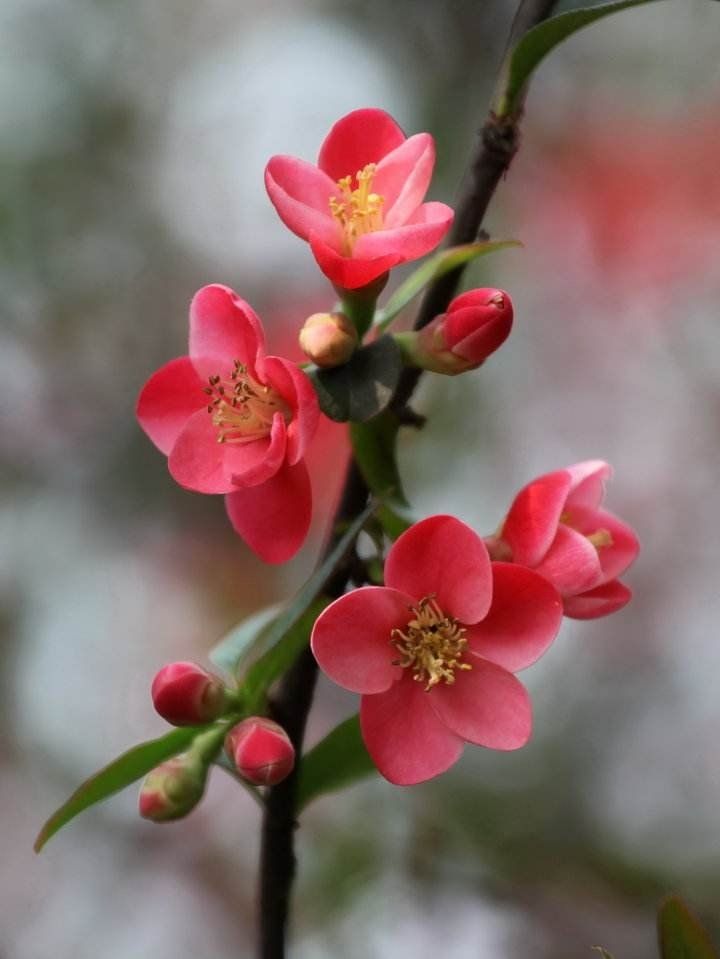 【小丽花电台】193期《轻轻的咬你一口》作者刘林丽 朗诵小丽花（图2）