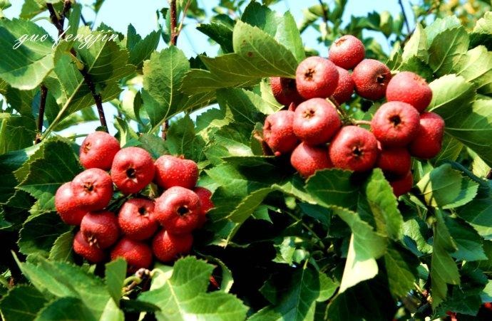 【神都诗社】第037期《山楂》(图9)