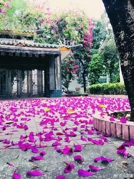 《落花巷》作者:林野(凌明)【主播:刘树清】【桃园国际诗歌集团】用声音传递温暖以朗诵致敬人生♬（图8）