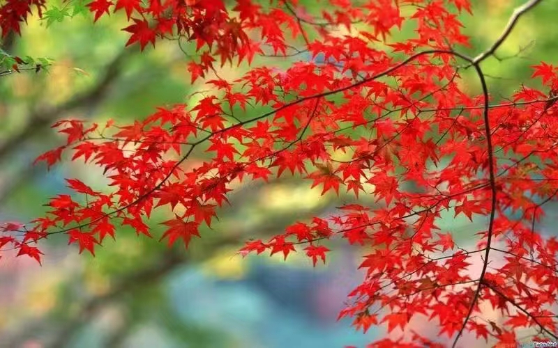 【都市头条向幸福出发编辑部】第518期 老有老的骄傲 主播 常彦凤（图2）