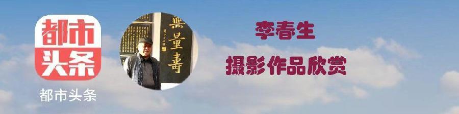 中华诗艺社黑龙江分社/【摄影】李春生:太平鸟（图3）