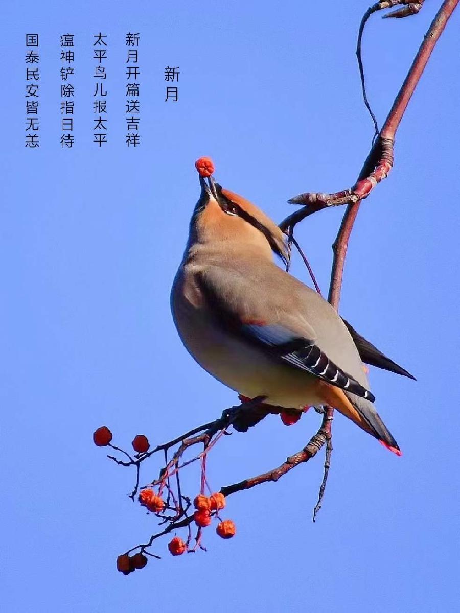 中华诗艺社黑龙江分社/【摄影】李春生:太平鸟（图4）