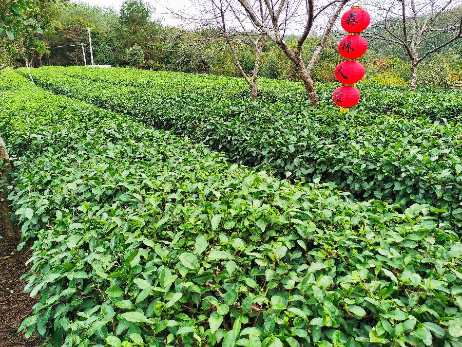 中华诗艺社黑龙江分社推介/郑先洪:南歌子（一）下坝行、（二）游松花寨（图5）