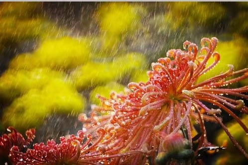 《江南诗絮文化中心》0571期-古韵风采(图26)