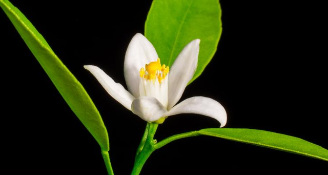 【新诗大观】橘花，雪白的芬芳||文/邹水平（图2）