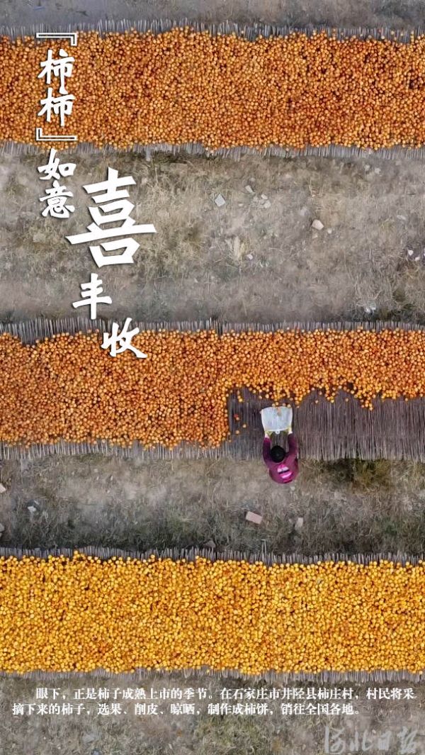 按图索冀｜河北井陉：“柿柿”如意喜丰收