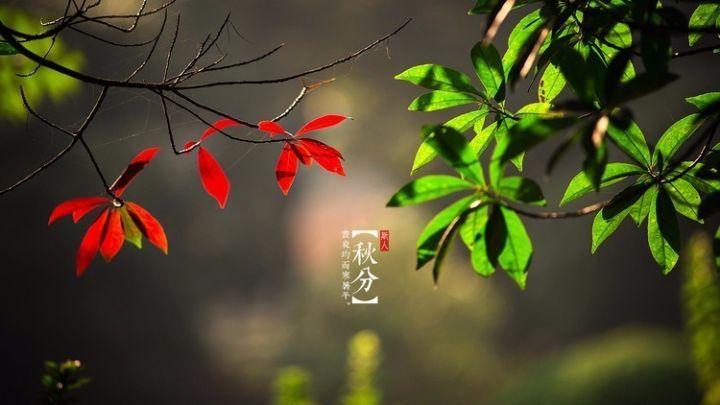 《夜酒》作者:陌小路【主播:安心的味道】【桃园国际诗歌集团】用声音传递温暖以朗诵致敬人生♬（图6）